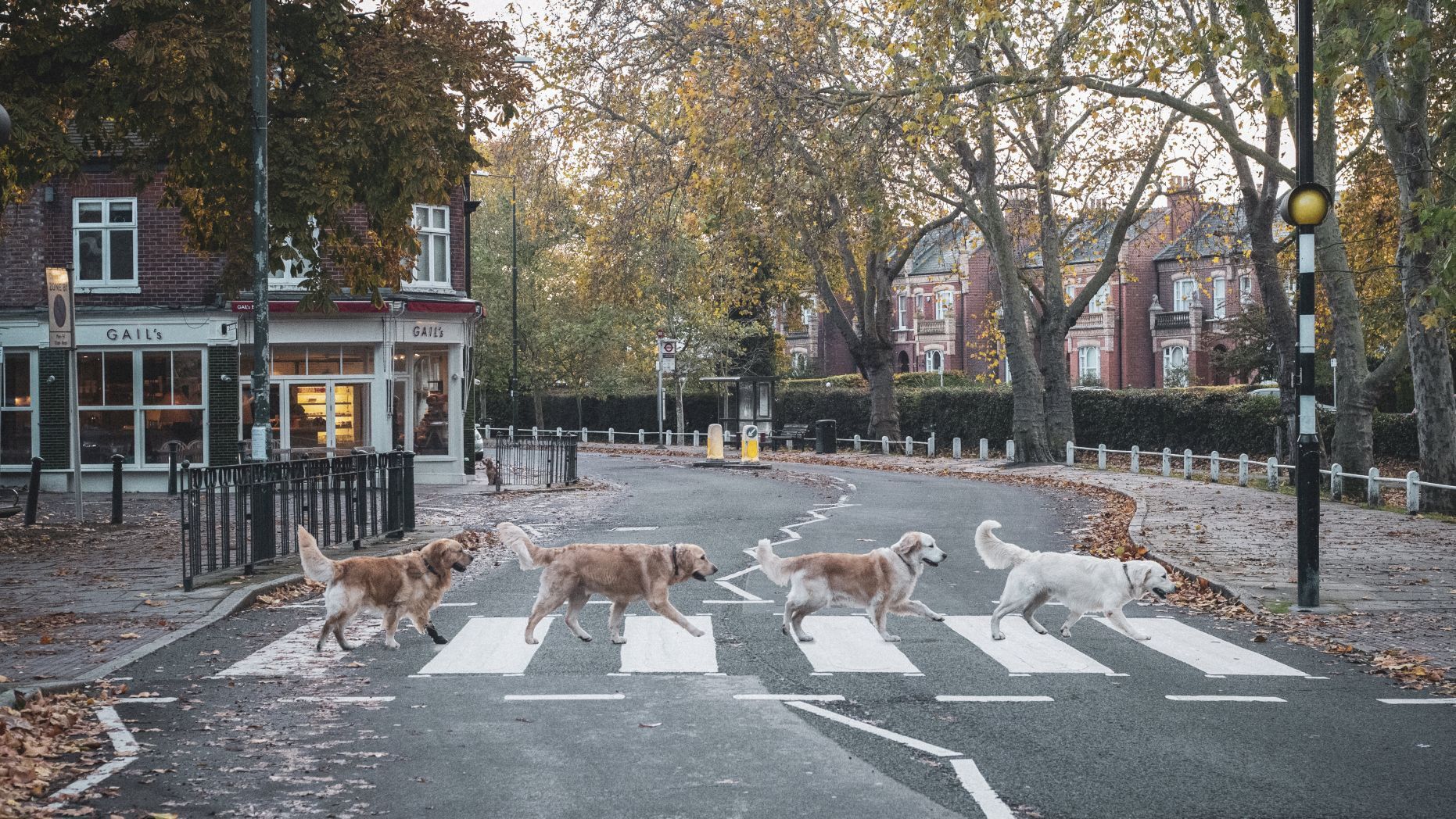 Golden Retrievers pose for charity calendar